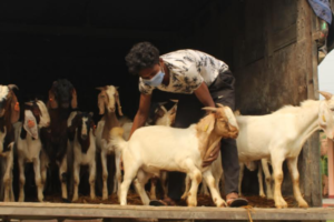 यस्तो पो रहेछ,बेलबारीमा चर्चित बाख्रा काण्डको नालीबेली (प्रमाण सहित)